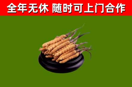 郸城回收冬虫夏草