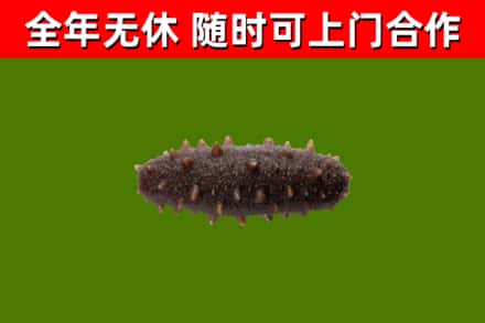 郸城回收海参干